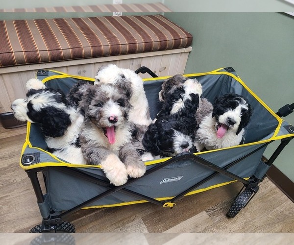 Medium Photo #1  Breeder Profile in SHELBY, NC, USA