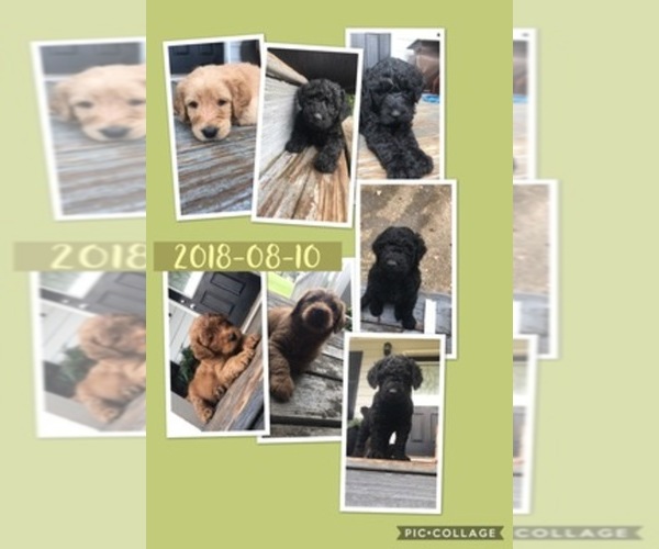 Medium Photo #1  Breeder Profile in MCDONOUGH, GA, USA