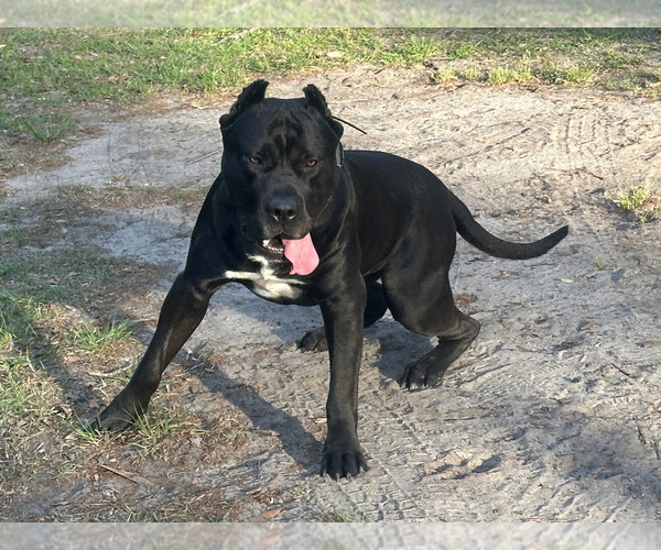 Medium Photo #2  Breeder Profile in SUMMERVILLE, SC, USA