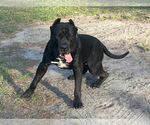 Small #1 Breeder Profile image