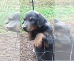 Small #36 Breeder Profile image