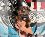 Small #57 Breeder Profile image