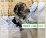 Small #4 Breeder Profile image
