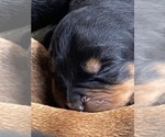 Small breeder photo