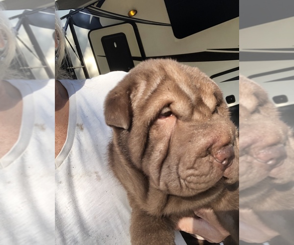 Medium Photo #2  Breeder Profile in BOX SPRINGS, GA, USA