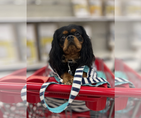 Medium Photo #1  Breeder Profile in PAYETTE, ID, USA