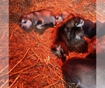 Small #7 Breeder Profile image