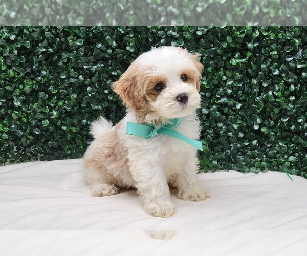 Medium Photo #5  Breeder Profile in LOOGOOTEE, IN, USA