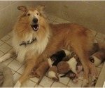 Small breeder photo
