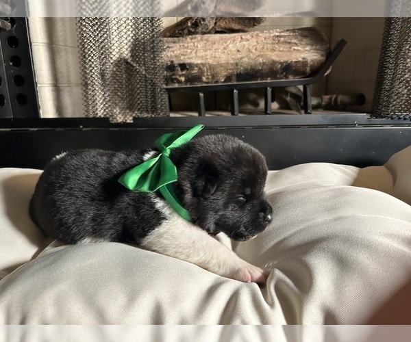 Medium Photo #39  Breeder Profile in MCDONOUGH, GA, USA
