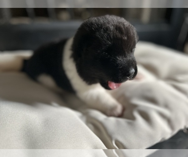 Medium Photo #36  Breeder Profile in MCDONOUGH, GA, USA