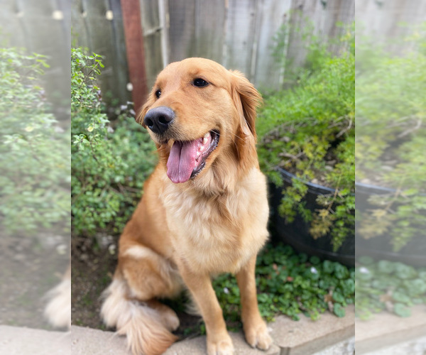 Medium Photo #1  Breeder Profile in COLUSA, CA, USA
