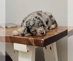 Small #11 Breeder Profile image