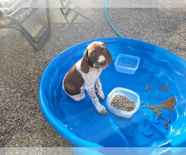 Medium Photo #10  Breeder Profile in FRIENDSWOOD, TX, USA