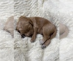 Small #6 Breeder Profile image