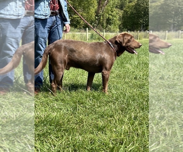 Medium Photo #12  Breeder Profile in NEOLA, WV, USA