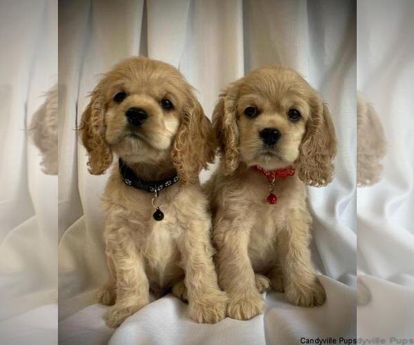 Medium Photo #36  Breeder Profile in Aylmer, Ontario, Canada
