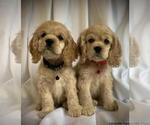 Small #35 Breeder Profile image