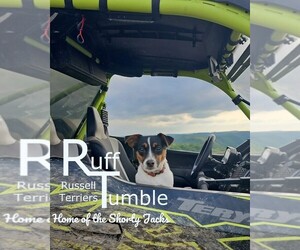Russell Terrier Dog Breeder near HARVEL, IL, USA