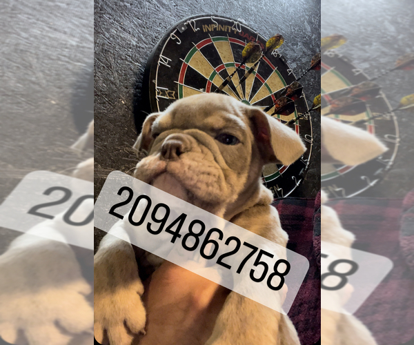 Medium Photo #1  Breeder Profile in SAN FRANCISCO, CA, USA
