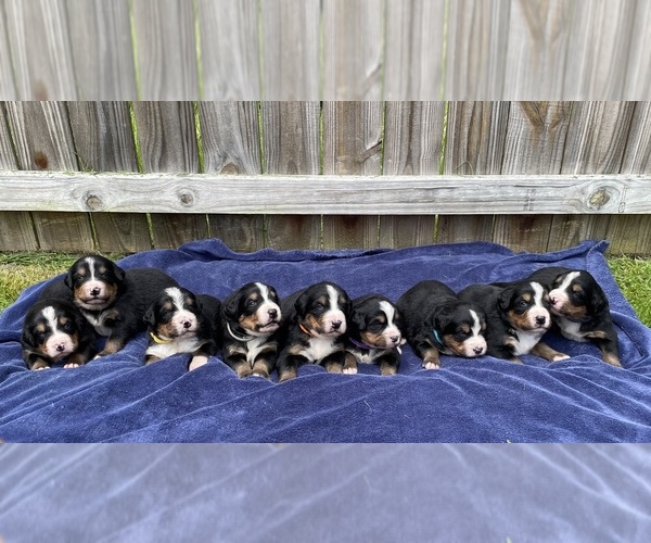 Medium Photo #1  Breeder Profile in BRIDGEPORT, WV, USA