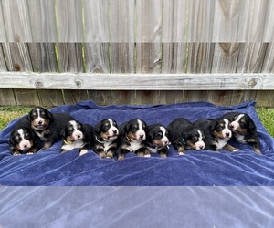 Bernese Mountain Dog Dog Breeder near BRIDGEPORT, WV, USA