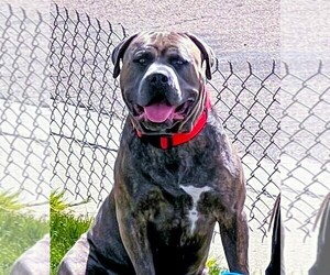 Main photo of American Bully Dog Breeder near ROCK SPRINGS, WY, USA