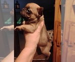 Small Photo #4  Breeder Profile in NEW WAVERLY, TX, USA