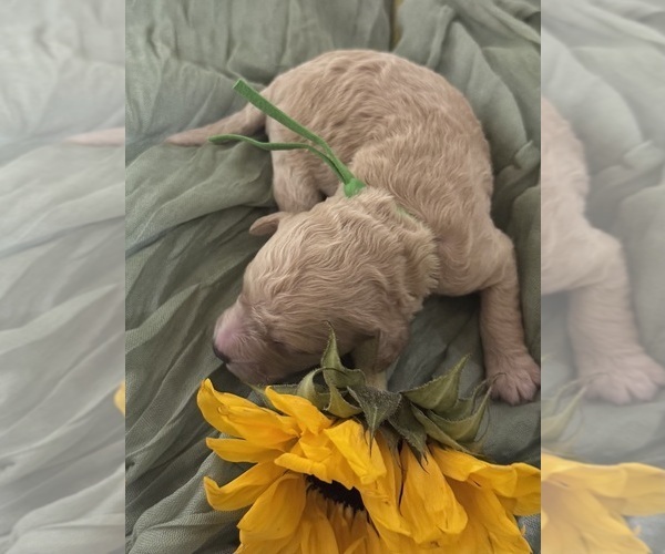 Medium Photo #5  Breeder Profile in VANCOUVER, WA, USA