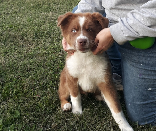 Medium Photo #1  Breeder Profile in ALLARDT, TN, USA