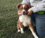 Small breeder photo