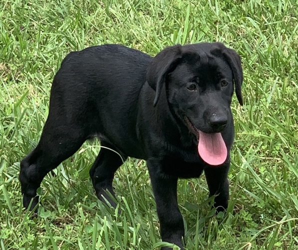 Medium Photo #4  Breeder Profile in SPOTSYLVANIA, VA, USA