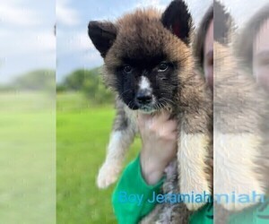 Akita Dog Breeder near COPENHAGEN, NY, USA