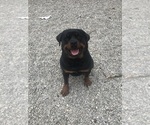 Small #11 Breeder Profile image