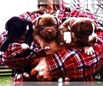 Small #51 Breeder Profile image
