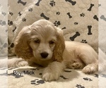 Small breeder photo