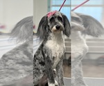 Small breeder photo
