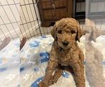 Small #5 Breeder Profile image