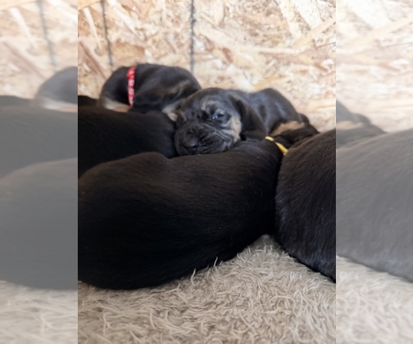 Medium Photo #3  Breeder Profile in LITTLETON, CO, USA