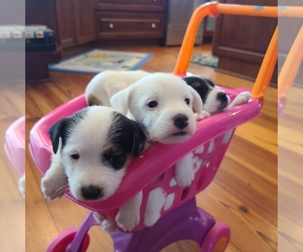 Medium Photo #1  Breeder Profile in PURCELLVILLE, VA, USA