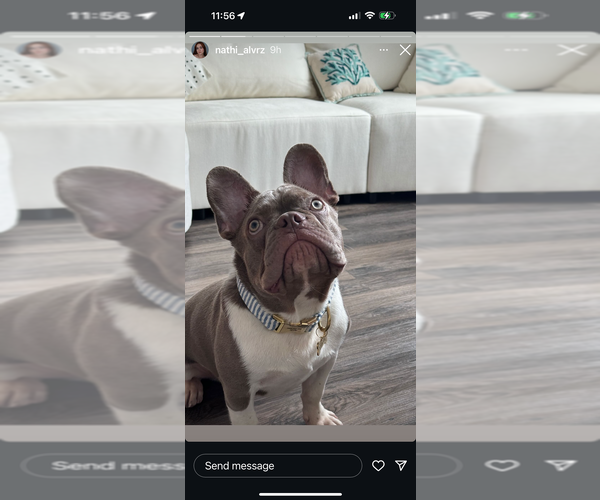 Medium Photo #15  Breeder Profile in CAPE CORAL, FL, USA