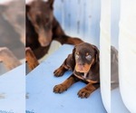 Small #1 Breeder Profile image