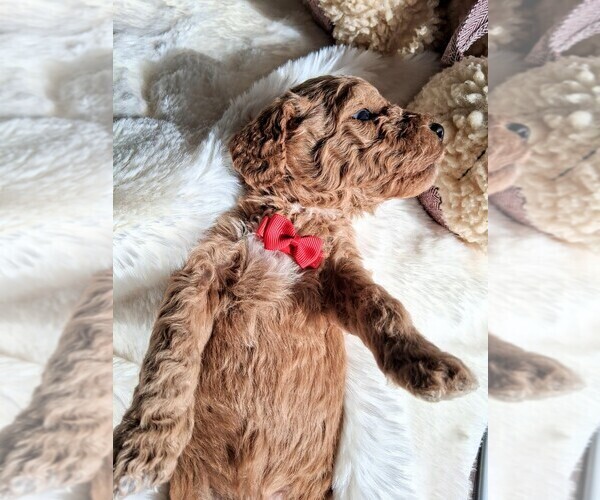 Medium Photo #96  Breeder Profile in GASTONIA, NC, USA