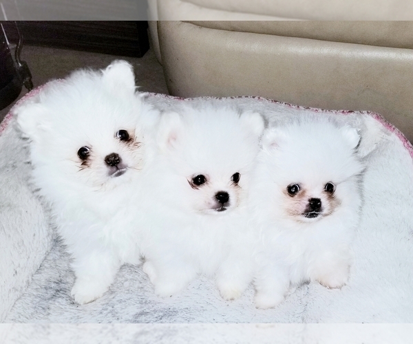 Medium Photo #1  Breeder Profile in HOLLYWOOD, FL, USA