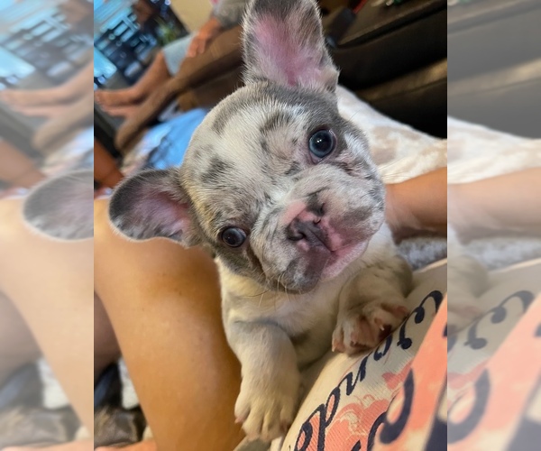 Medium Photo #4  Breeder Profile in SAN ANTONIO, TX, USA