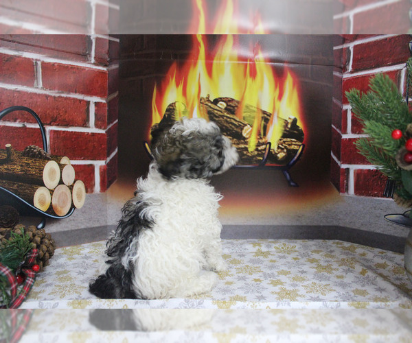 Medium Photo #104  Breeder Profile in CHANUTE, KS, USA