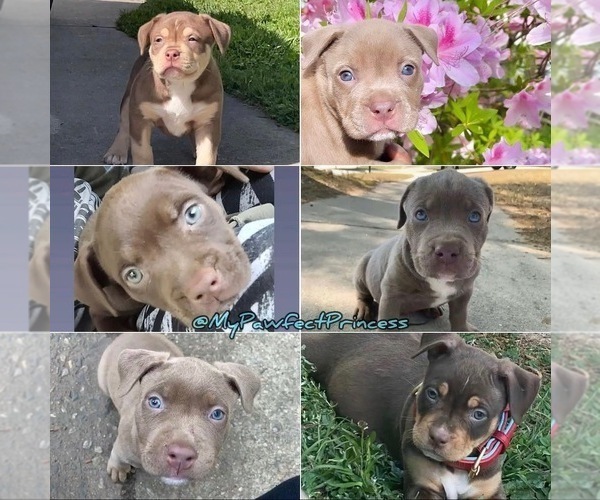 Medium Photo #1  Breeder Profile in ATLANTA, GA, USA