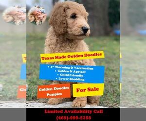 Goldendoodle Dog Breeder near DUBLIN, TX, USA