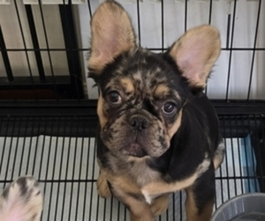 American Bully Dog Breeder near GLEN BURNIE, MD, USA