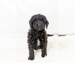 Small #2 Breeder Profile image